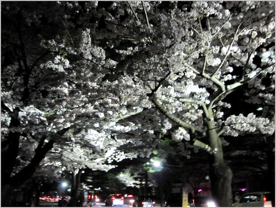 夜桜見物_c0221169_940325.jpg