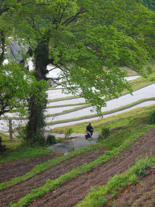 GW旅行⑥　棚田に降り注ぐ朝日_c0122670_2331020.jpg