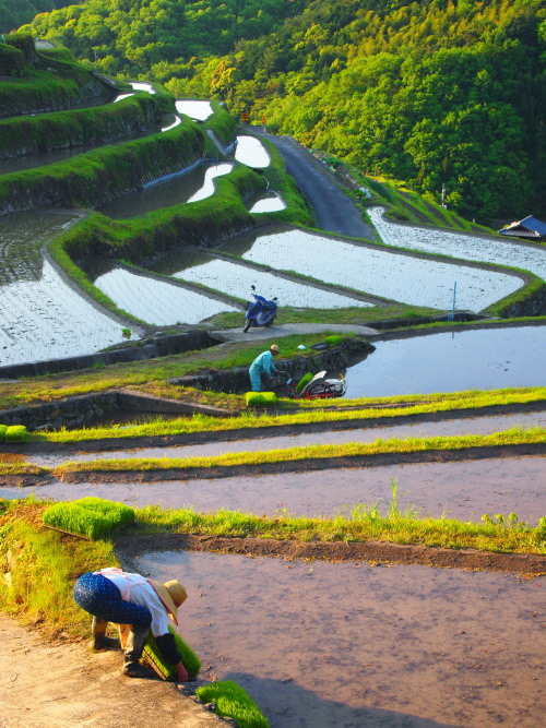 GW旅行⑥　棚田に降り注ぐ朝日_c0122670_23492995.jpg