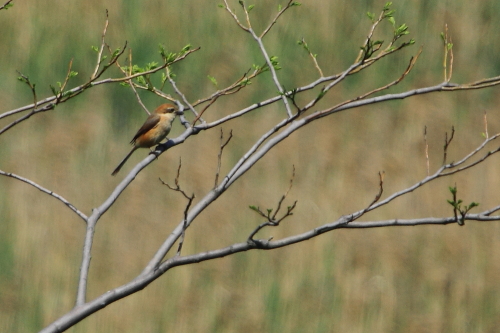 ★GW後半の鳥類園(2012.5.3~6)_e0046474_13301114.jpg