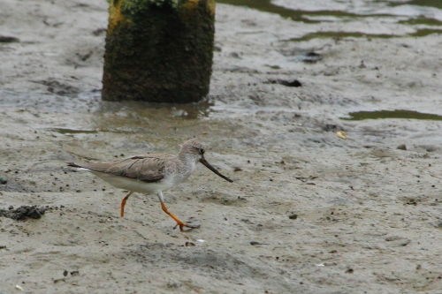 ★葛西臨海公園・海浜公園の全域調査の結果（2012.5.8）_e0046474_13304731.jpg