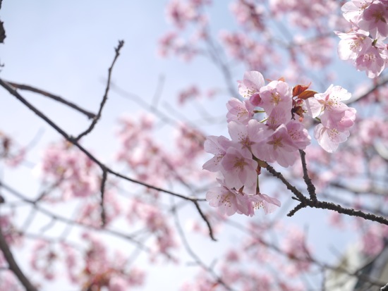 函館の桜　その一_f0146174_19191956.jpg