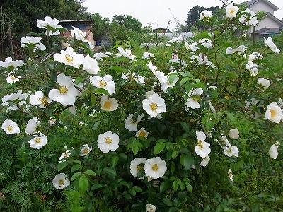 2012 薔薇ちゃん達_a0193175_1159432.jpg