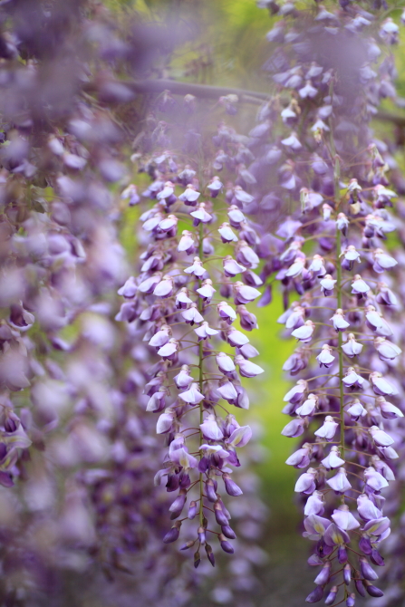 ＊　春日大社　神苑　万葉植物園　藤の花１_f0225276_19505431.jpg