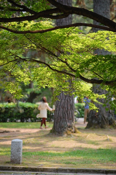 新緑の京都御苑　Ⅱ_e0252879_2162111.jpg