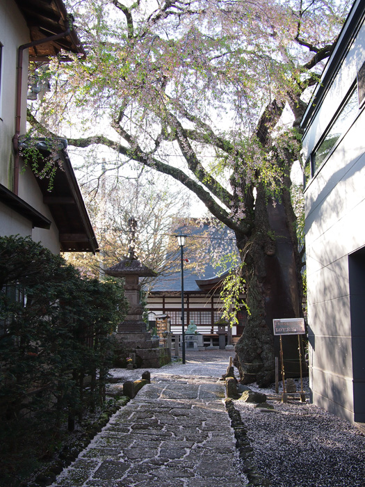 神宮寺のしだれ桜2_d0234484_2352751.jpg