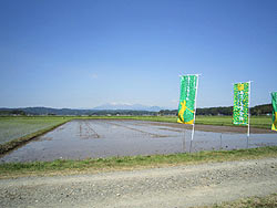 田植え体験(緑が丘小・北郷小)_d0247484_8371572.jpg