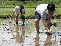 田植え体験(緑が丘小・北郷小)_d0247484_8411717.jpg