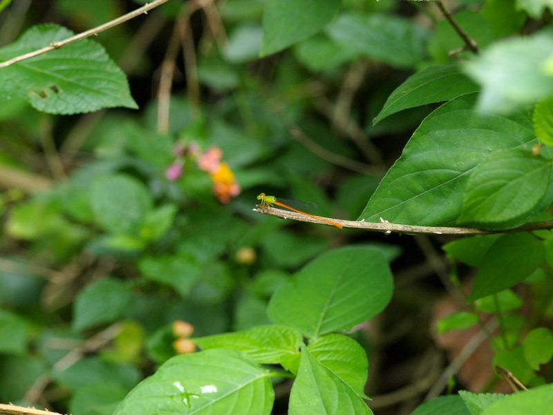 b0108186_1731814.jpg
