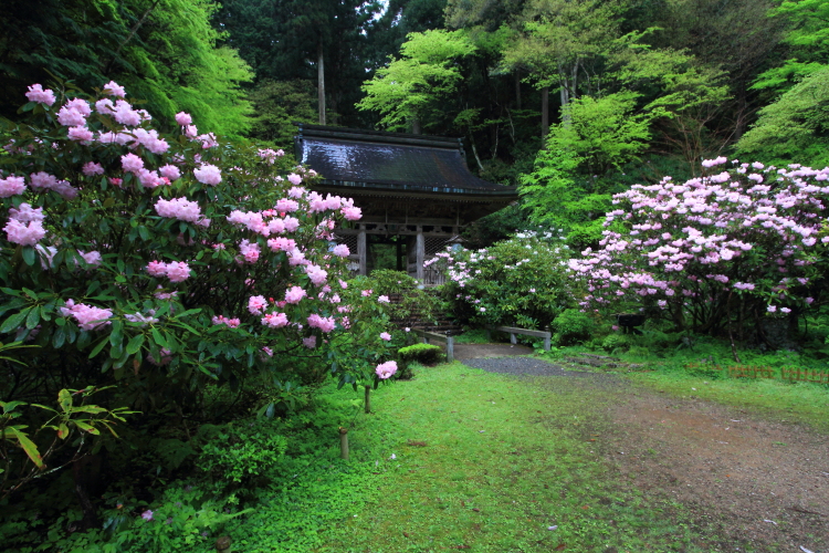 志明院_e0051888_22205347.jpg