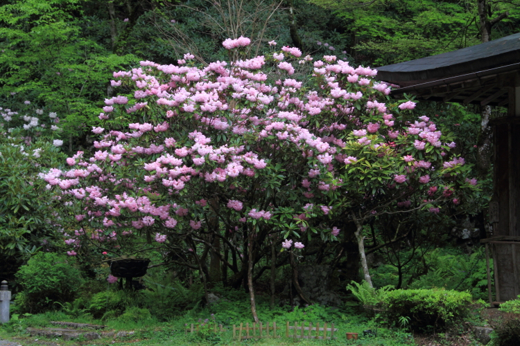 志明院_e0051888_22212346.jpg