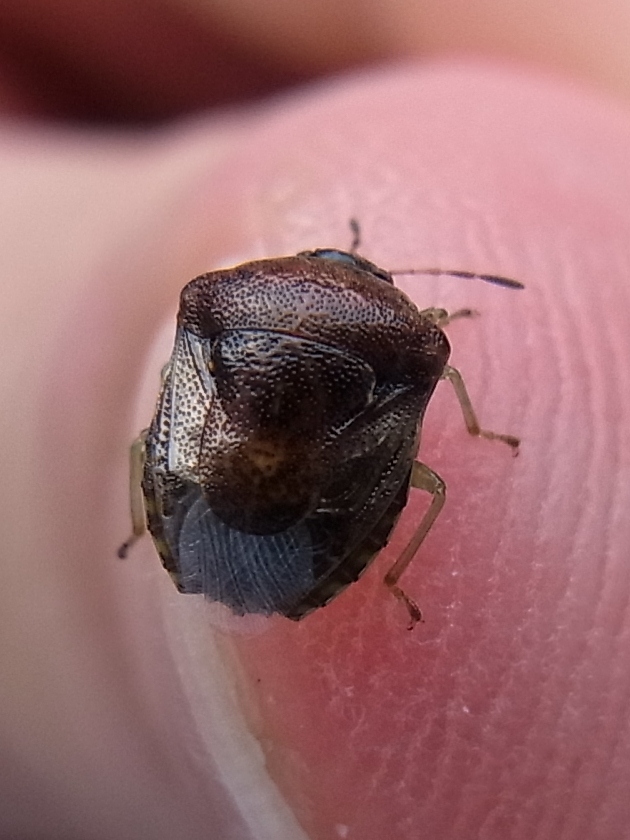 丸っこくて小さいカメムシ 写ればおっけー コンデジで虫写真 丸っこくて小さいカメムシ 写ればおっけー コンデジで虫写真