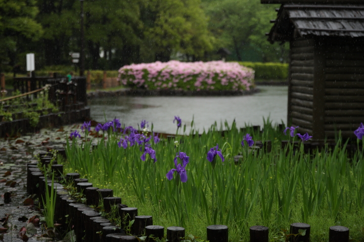 「　五月雨　」 _f0164989_5262354.jpg