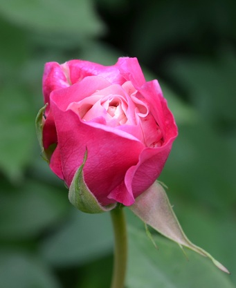 d0099791_2331989.jpg
