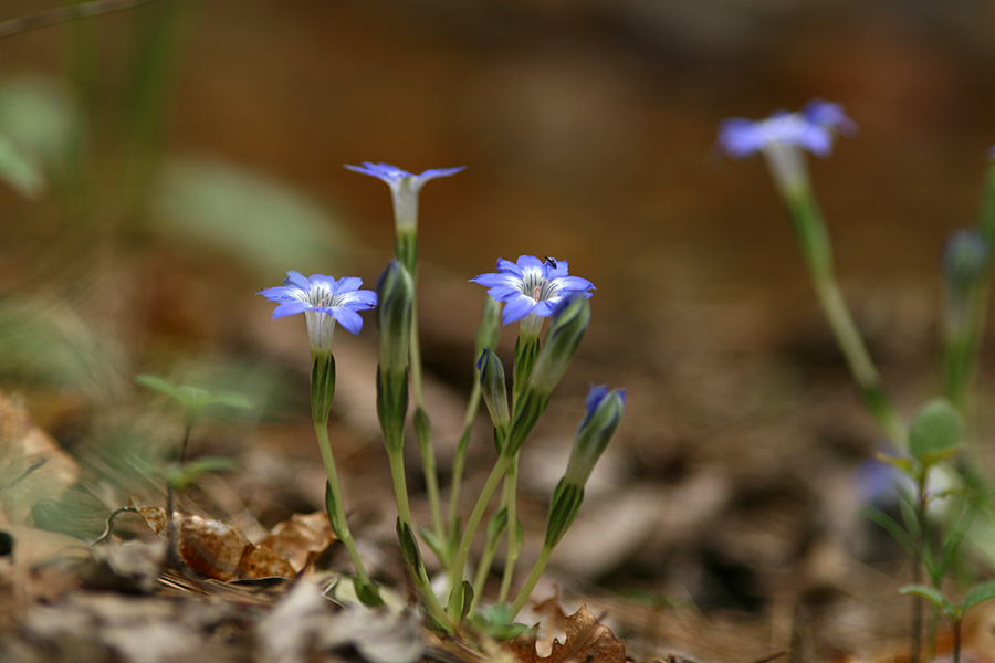 ２０１２、4月の花・・・１_e0108592_205150.jpg