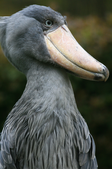 好きな動物園は ?_b0016600_21303568.jpg