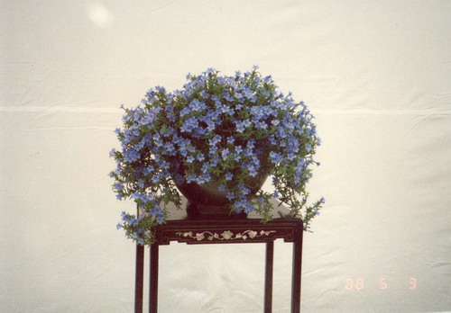b0052108_20313878.jpg