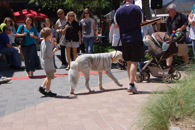 Doggy Party at Plaza_f0227709_1529491.jpg