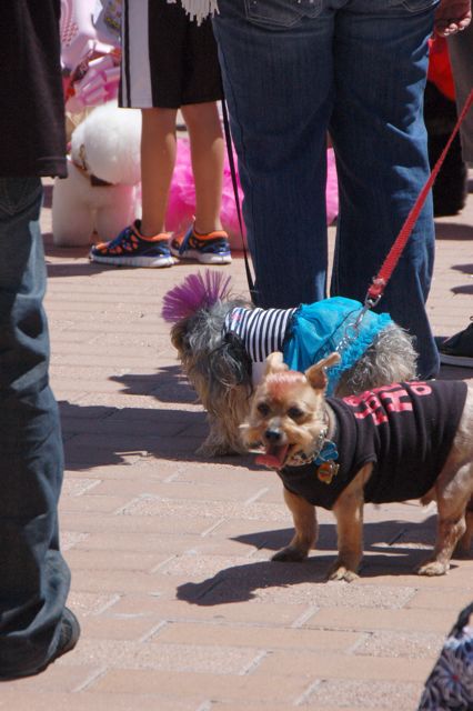 Doggy Party at Plaza_f0227709_15335249.jpg