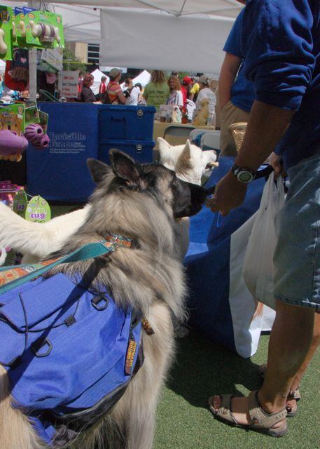 Doggy Party at Plaza_f0227709_1535514.jpg