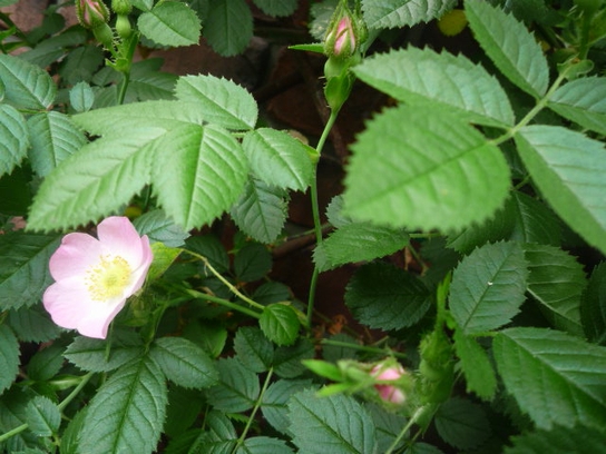 薔薇 ロサ カニナ アンティーク 日々の暮らしを楽しむ 薔薇 ロサ カニナ アンティーク 日々の暮らしを楽しむ