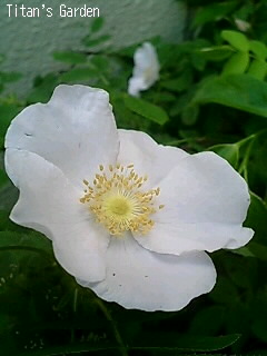 Rosa acicularis var. alba_b0099813_804464.jpg