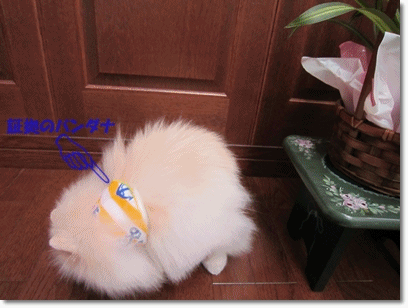 b0167519_9274481.gif