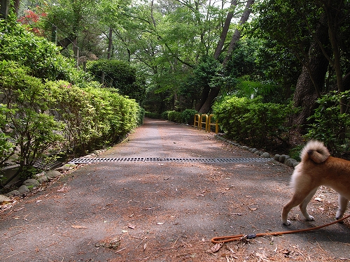 曳馬野の面影_b0225620_1554661.jpg