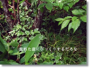 e0245020_85468.jpg