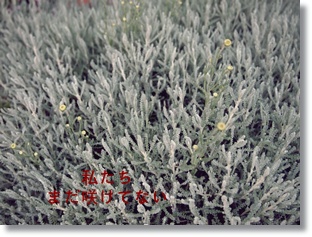 e0245020_865861.jpg