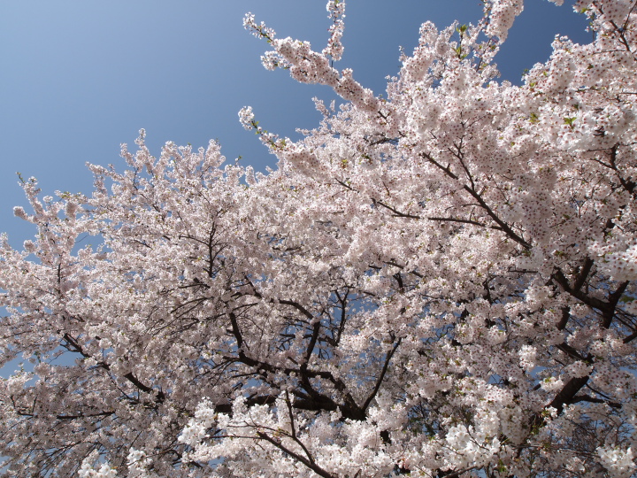 大きな桜の樹_e0169421_21152025.jpg