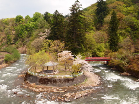 中野もみじ山カタクリ20120509(黒石市)_b0147224_21593269.jpg
