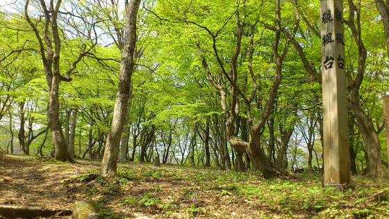 中野もみじ山カタクリ20120509(黒石市)_b0147224_22121748.jpg