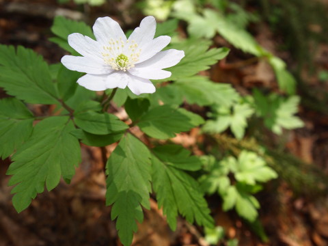中野もみじ山カタクリ20120509(黒石市)_b0147224_2232984.jpg