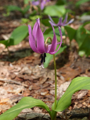 中野もみじ山カタクリ20120509(黒石市)_b0147224_22332211.jpg