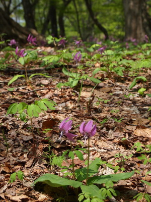 中野もみじ山カタクリ20120509(黒石市)_b0147224_22334869.jpg