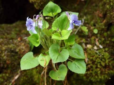 中野もみじ山カタクリ20120509(黒石市)_b0147224_2271731.jpg