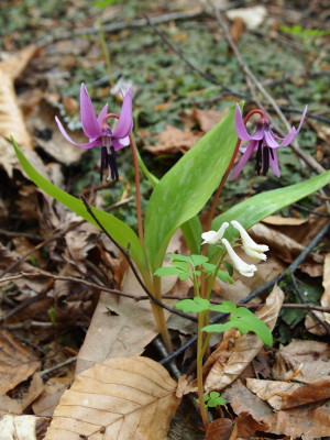 中野もみじ山カタクリ20120509(黒石市)_b0147224_2294112.jpg