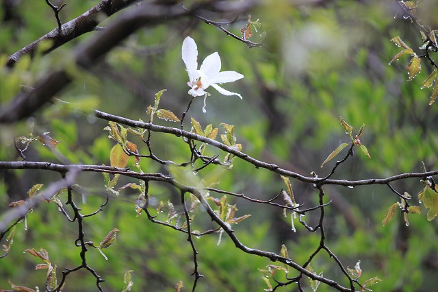 ５月１１日　岡山県立森林公園_a0045932_22125069.jpg