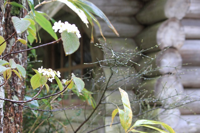 ５月１１日　岡山県立森林公園_a0045932_23172335.jpg