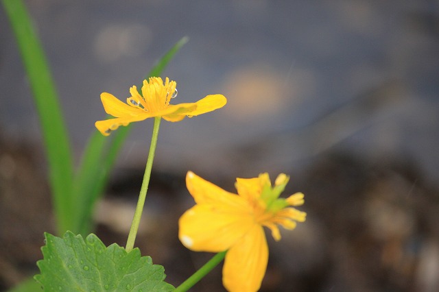 ５月１１日　岡山県立森林公園_a0045932_2361193.jpg