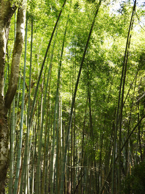 京トスカーナで筍三昧／2012_b0035734_19353341.jpg