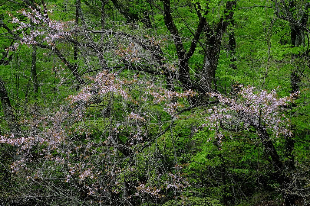八甲田の山の中にも_f0050534_1464244.jpg
