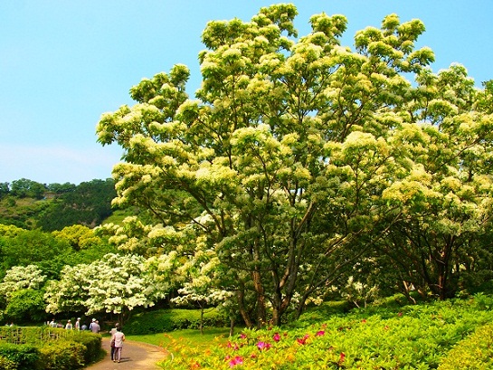 ヒトツバタゴ＠城北公園_a0161836_033216.jpg