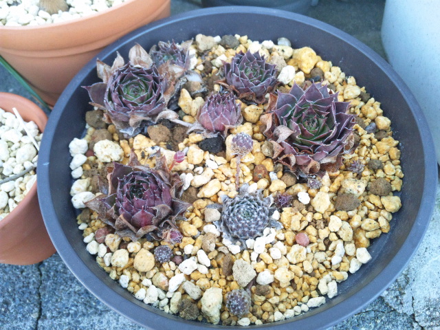 Sempervivum_c0121736_21505353.jpg