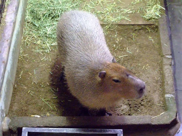 じゃばざはっとさんのアホ毛_a0179837_23454186.jpg