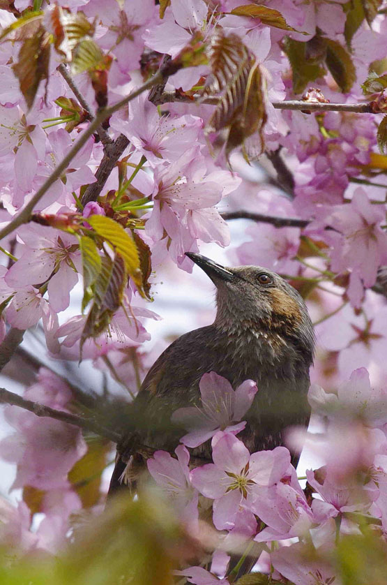 満開の桜に誘われて_f0152939_21422966.jpg