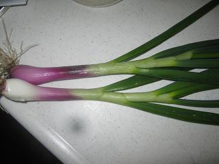 a0139242_625040.jpg