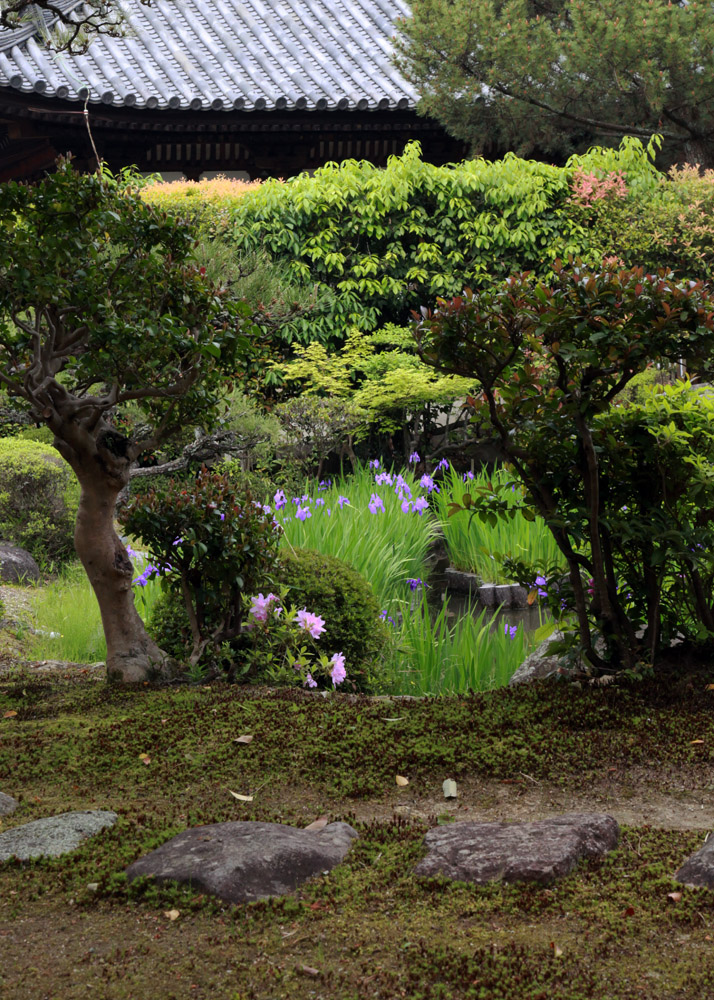 奈良市　法華寺　名勝庭園　杜若（カキツバタ）_c0108146_21201428.jpg