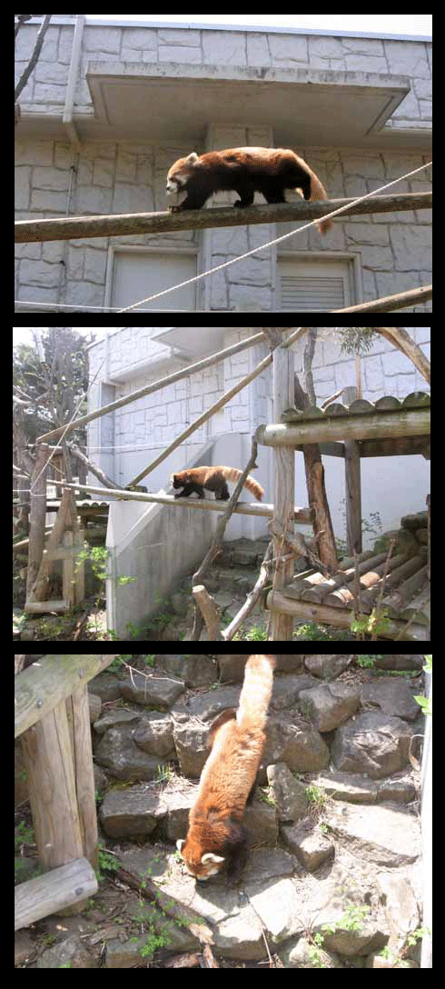 ５月９日　円山動物園_b0176650_2305312.gif